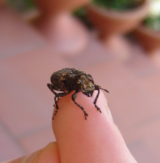 Che cos''?!? Platyrhinus resinosus (Anthribidae)